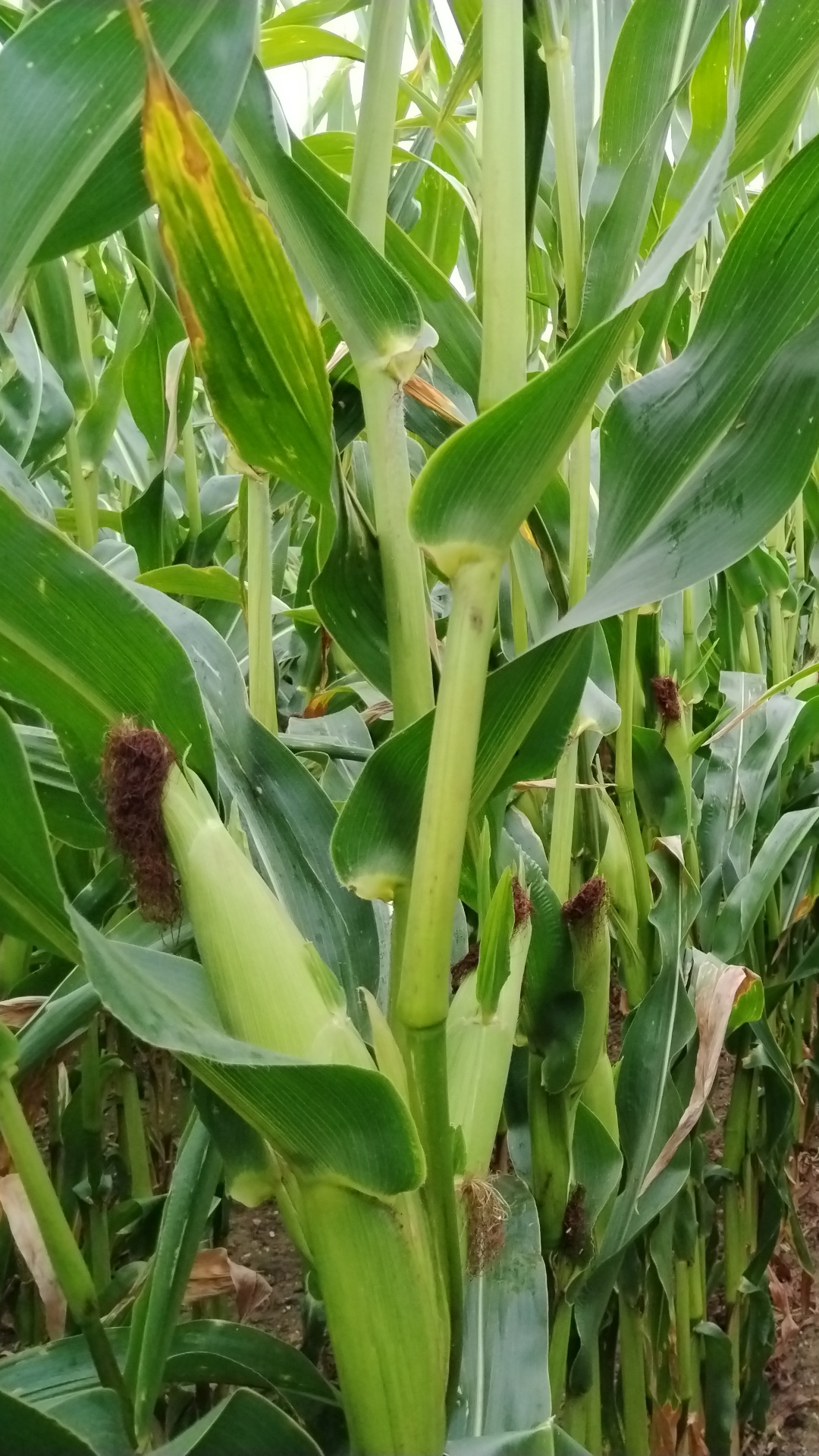 maize2